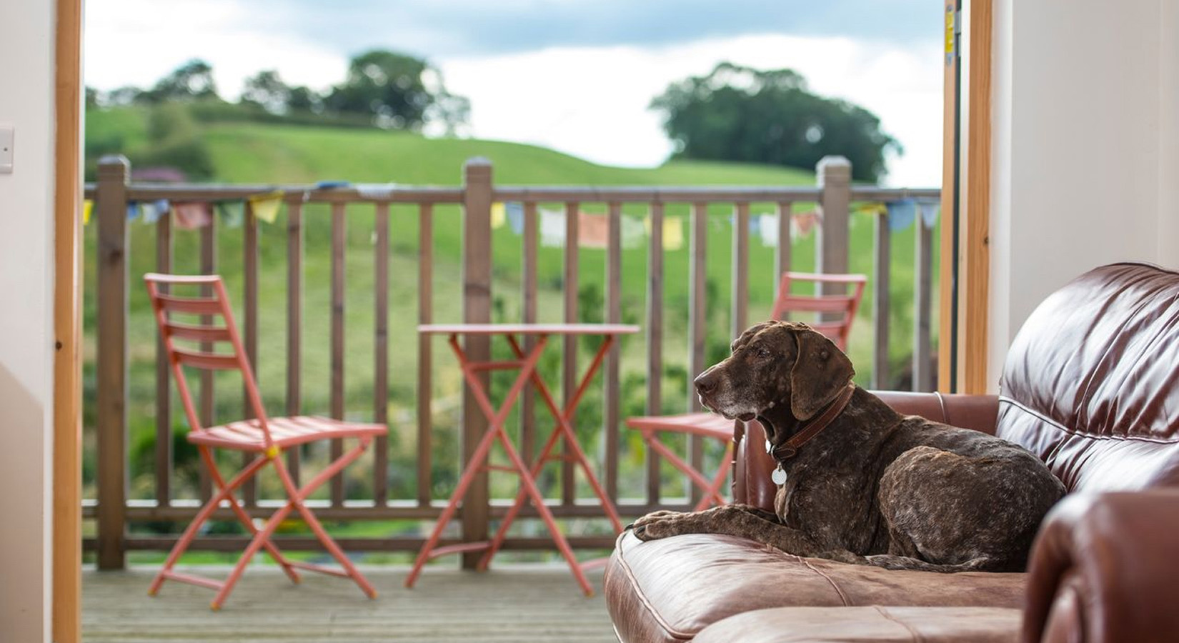 Dog relaxing in a self-build home with views of the countryside